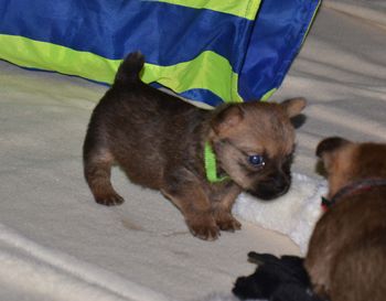 Rocky now 4 wks 5 days old
