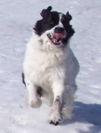 100% Pure Joy!!!
