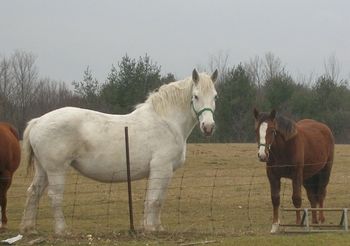 Lady and Brio
