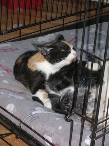 A BIG job for a kitten ...bathing a newf!
