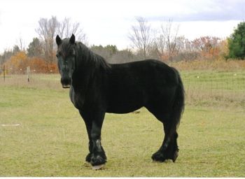Thor, 21 yr old Percheron
