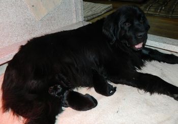 Keylee's Christmas Pups!!

