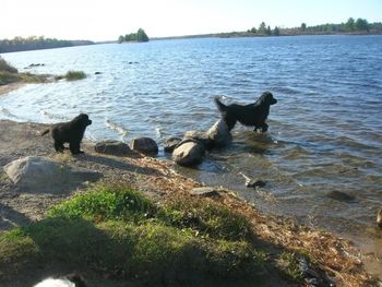Puppies first swim
