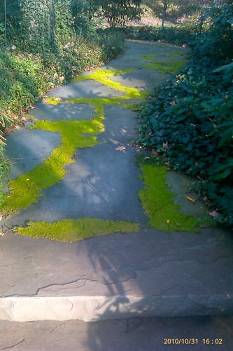 Large Slabs PA Bluestone (flagstone) with cut Bluestone Steps
