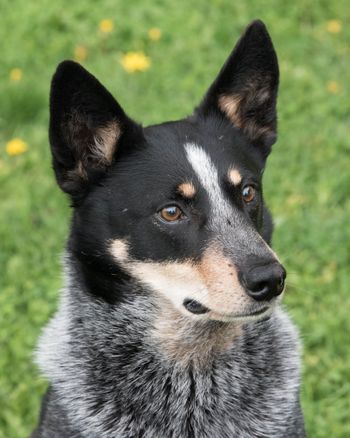 Deviant - Blue Heeler
