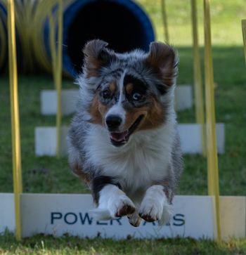 London- Mini Aussie

