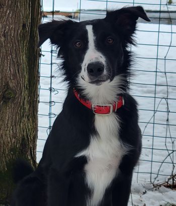 Racer- Border collie/Whippet X
