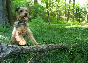 Hiccup- Terrier X
