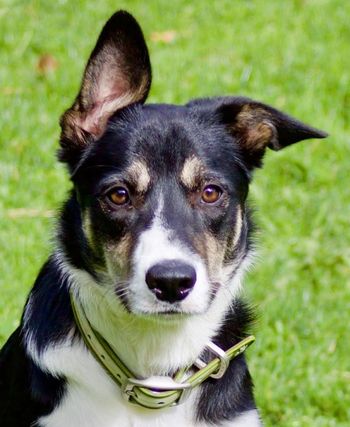 Rabbit- Border Collie
