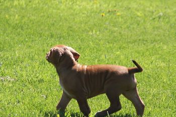 Just taking a tour around the property. He is such a happy boy!
