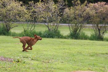 Running around the property is a favorite pastime!
