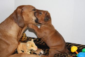 Madi playing with Niki this morning!
