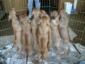 Only half the litter was left in this photo, but it is still a big job feeding everyone.
