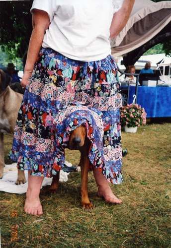 Sarabi hiding out at the dog show.
