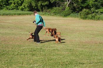 Kerrie playing with Hooch and the puppies and Madi
