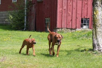 Leo learning the ropes from the big guy Kal.
