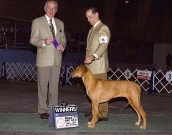 Elsa with handler Sam Mammano, second major win at Rubber City Dog Show 1/07/07. Thanks to Karen & Sam Mammano!
