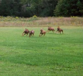 One of our annual Ridgeback Picnics. We had 20 dogs here for the event.!
