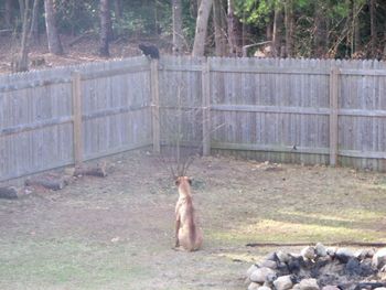 15 month old Nala in her new back yard with a neighborhood cat sitting on the fence corner.
