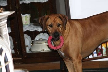 Rocco's visit was full of play and laying by the fire with his siblings.
