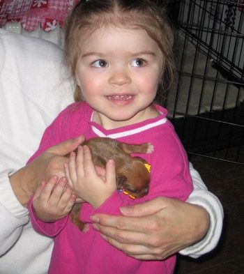 This is my great niece Isabella holding one of the puppies at one week old.
