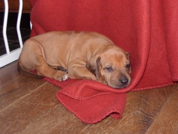 Today we are four weeks old and climbing out of the whelping box.
