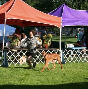 Keb seems to like the show ring. Many thanks to Kelly for a wonderful starting weekend! They are going to be a great pair.
