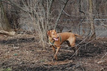 Kamali at the dog park
