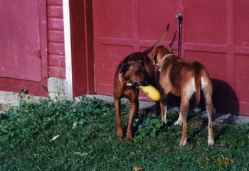 Our first garden was totally raided by Reggie. He picked every squash we grew.
