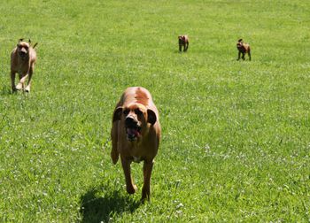 Rocky leading the pack
