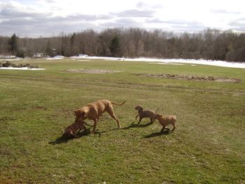 Elsa and pups playing out side. She is already teaching them the boundries for the Invisible Fence.
