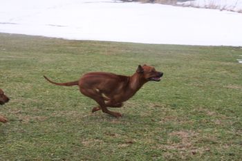 Leo being chased by Madi, they had a ball playing
