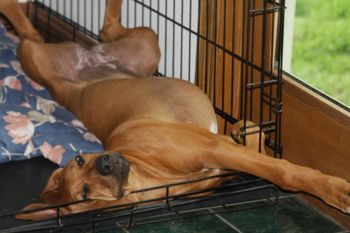 Madi and Oliver love their kennels, she is a lady of leasure
