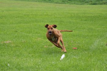 Madi got to practice coursing today with the whole Maloni gang! A good time was had by all.Thanks to Scott for bringing the equipment and setting everything up!
