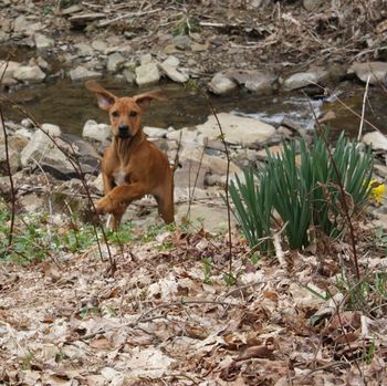 Playing by the creek
