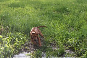 Madi charging back across the creek.
