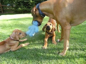 Kali with little new little brothers, Tango & Cash.
