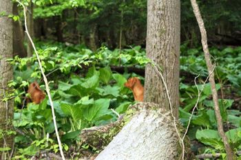 Madi and Ollie had their first outing in the woods today!
