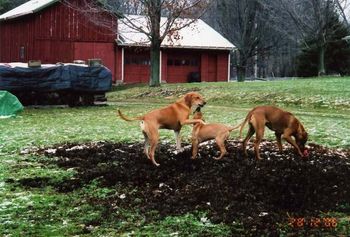 Allie and a visiting puppy Elle with Lexi in the compost pile. They love to dig!
