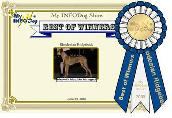 Madi was invited to enter a virtual dog show on infodog.com and won best of breed. Look for Madi at the Madison Ohio and Medina Ohio dog shows!
