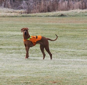 Leo's most recent play date was during deer season, he wore his pumpkin costume.
