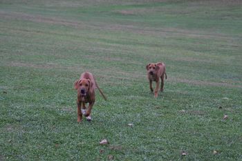 Sometimes her white feet is the only thing that tells them apart.
