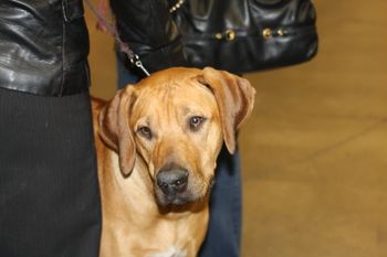 Rocco at 10 1/2 months old. This was taken at the Cleveland Classic show 12/14/08
