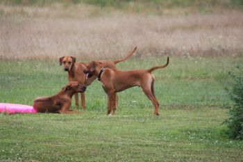 Madi with her boys, Kiowa and & Leo
