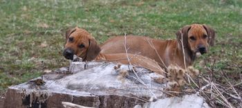 The Sisters! Nala & Sedona
