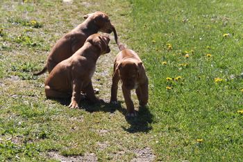 Kaden just can't resist grabbing Olivia's tail!
