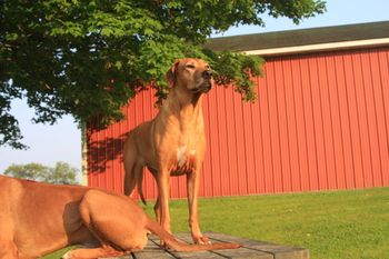 Sarabi watching Elsa's puppies playing!
