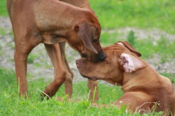 Eli giving Oliver love nibbles
