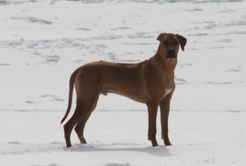 Rocky started out at 7 oz. But now he is well on his way at over 80 lbs.!
