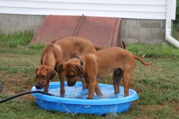 Leo & Kiowa playing in the pool!

